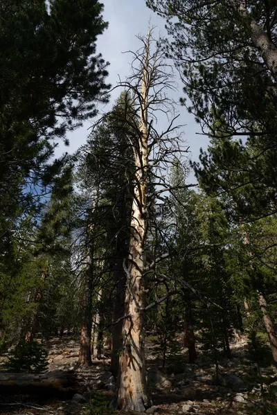 DSC_3266 (Large).JPG